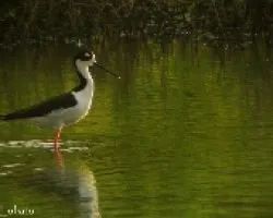 Monjita