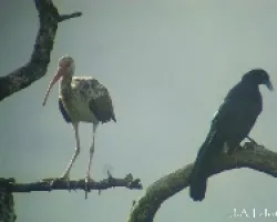 Quiscalus mexicanus