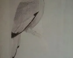 momoto