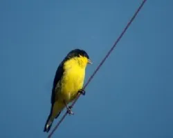 carduelis