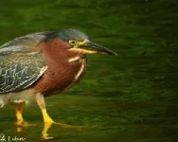 Butorides virescens