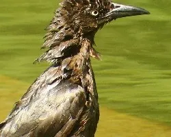 Quiscalus mexicanus
