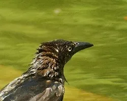 Quiscalus mexicanus