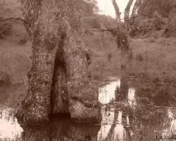 árbol