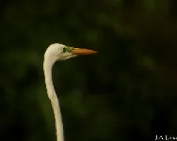 Garza