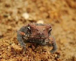 sapo