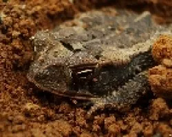 sapo 1