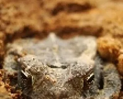 sapo 2