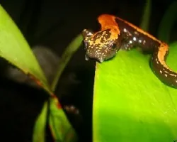 Tlaconete