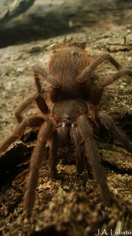 Foto