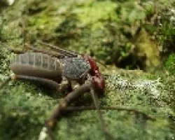 Paraphrynus 2