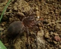 Aphonpelma 1