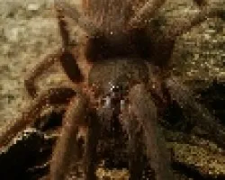 Aphonopelma 1
