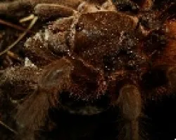 Aphonopelma 2