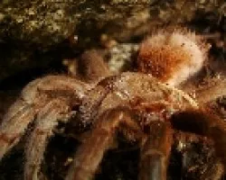 Aphonopelma sp.