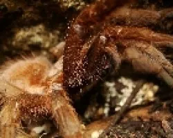 Aphonopelma y aphonopelmitas