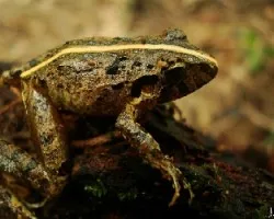 Craugastor 1