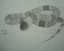 Micurus