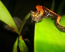 Bolitoglossa platydactyla