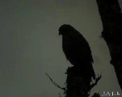 Aguililla