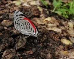 Diaethria anna