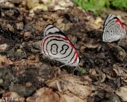 Diaethria astala