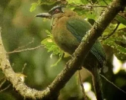 momoto 1
