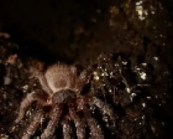 Aphonopelma sp.