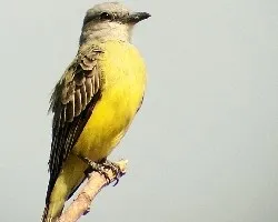 Tyrannus couchii