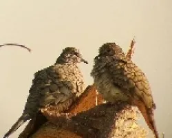 Tortolos