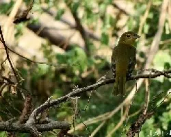 Calandria