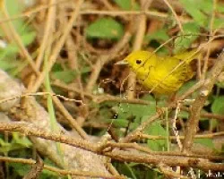 Chipe Amarillo