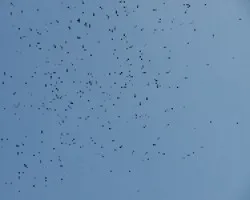 La Migra...