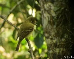 Empidonax occidentalis