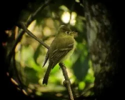 Empidonax occidentalis