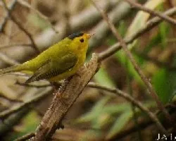 Wilsonia pusilla