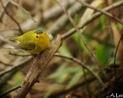 Wilsonia pusilla