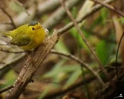 Wilsonia pusilla