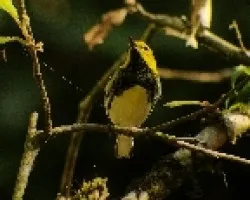 Dendroica virens