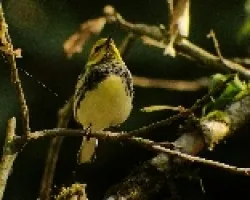 Dendroica virens