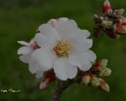 La flor del almendro anuncia la primavera