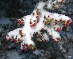 Flores de brezo en la nieve