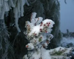 Flores de brezo en la nieve
