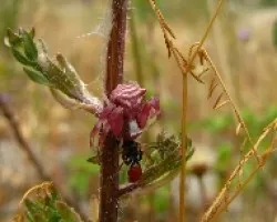 Aranita rosa   (Thomisus onustus)