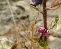   Aranita rosa  (Thomisus onustus) arana cangrejo