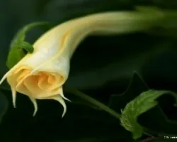 Flor del estramonio (Datura stramonium)