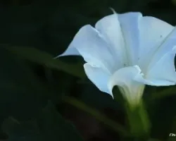 Flor del estramonio (Datura stramonium)