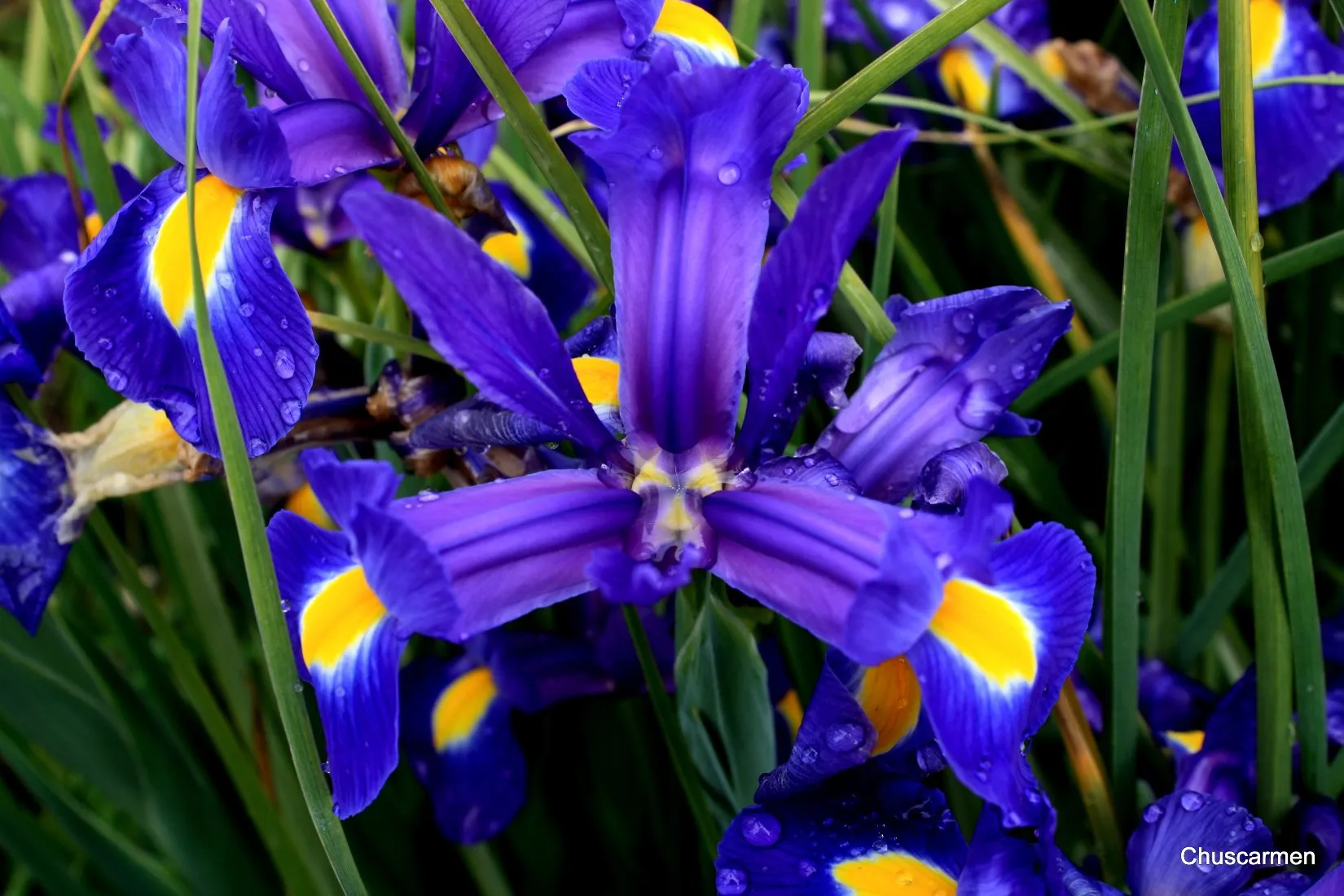 Foto