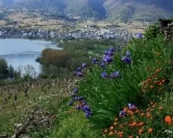 Vistas