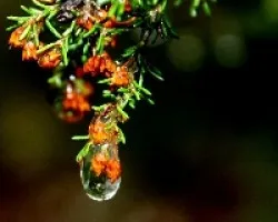 Flores en gota de lluvia